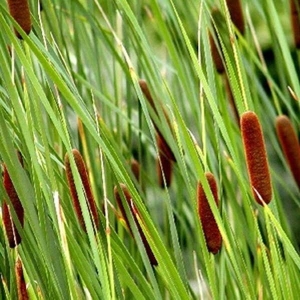 Cattail & Weed Ouster