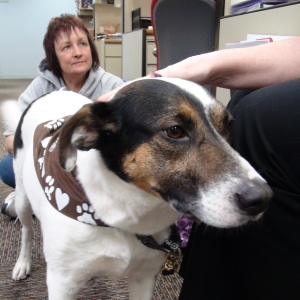 Pet Therapy Patient Hospice Volunteer