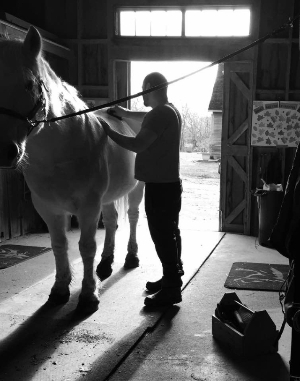 Volunteer grooming horse