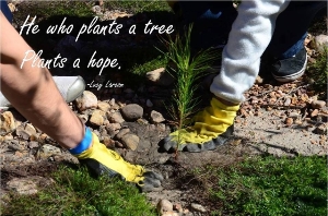 "He who plants a tree, plants a hope"