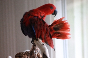 This is Lulu preening her feathers