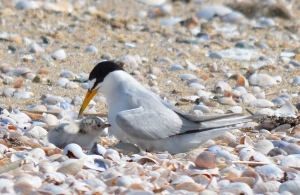 Least Tern Adult with Chick (c/o M. Box)