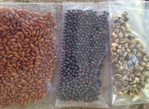 Packing Seeds is Easy & Rewarding!