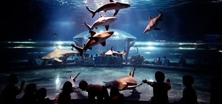 Extreme Fishes  Oklahoma Aquarium Jenks, OK