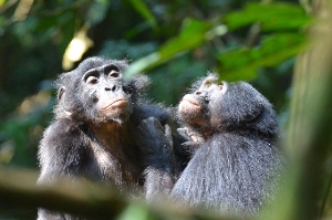 Wild bonobos grooming