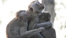 primate care