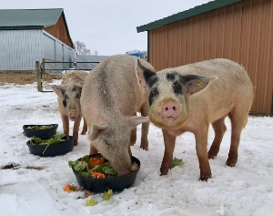 Pigs enjoying their dinner