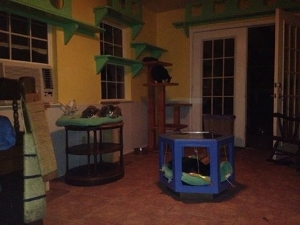 Inside our Cat Habitat (one of four areas)