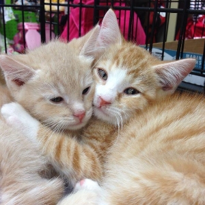Kitten Duo