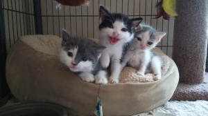 Box Kittens