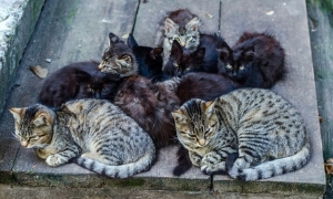Family of Cats