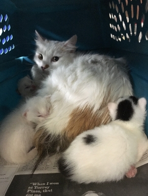 Save these sweet kitties! Foster Needed!