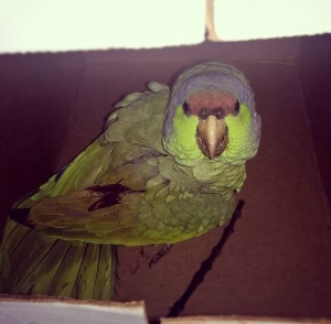Rescued Lilac-Crowned Amazon