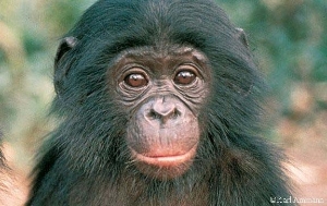 Baby Bonobo