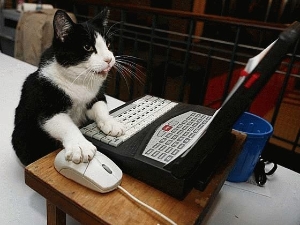 computer cat
