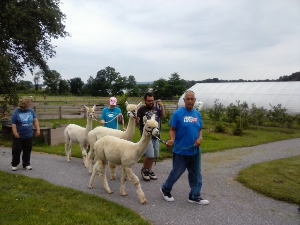 Walking the Alpacas