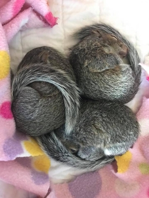 orphaned squirrels