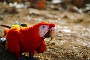 Local Scarlet Macaw