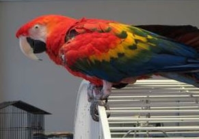 One of our Macaws
