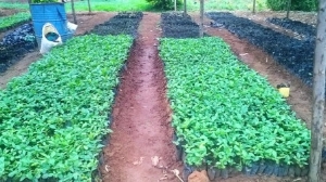 Coffee seedlings  Nursery Bed .