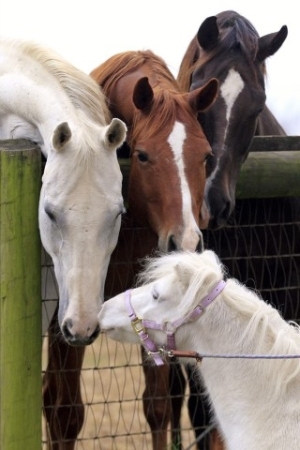 Mylestone Equine Rescue new friends