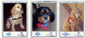 Some of our STAR DOGS