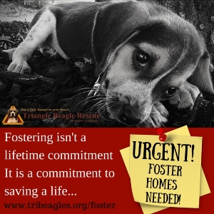 Fostering saves a life. . . .