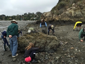 Volunteers search for oyster drills