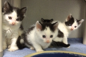 Baby Kittens!