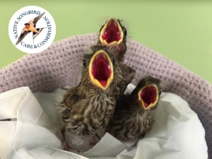 Nestling House Finches