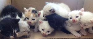 Group kittens