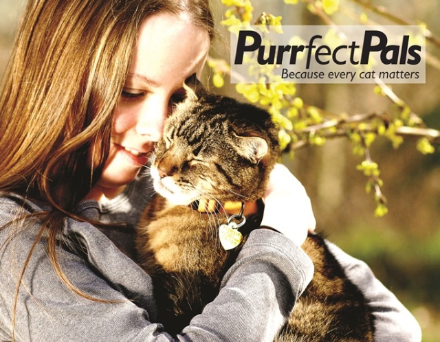 Help Homeless Cats - Volunteer for Purrfect Pals at Renton Petsmart! -  Renton, WA | VolunteerMatch