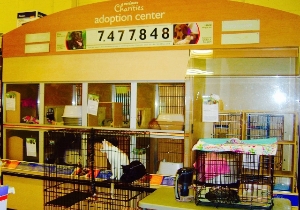Cats In Tow Adoption Center-Petsmart Brea
