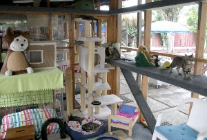 Our Cattery