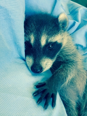 raccoon baby