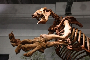 The Brevard Museum's Giant Ground Sloth