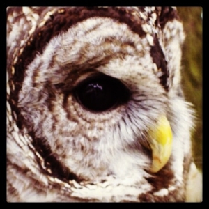 Our education Barred Owl, Kele