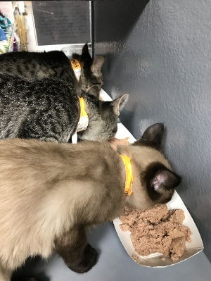 Kittens eating at Petsmart