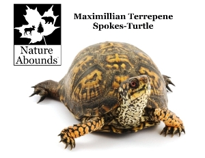 Max, Nature Abounds Spokes-turtle