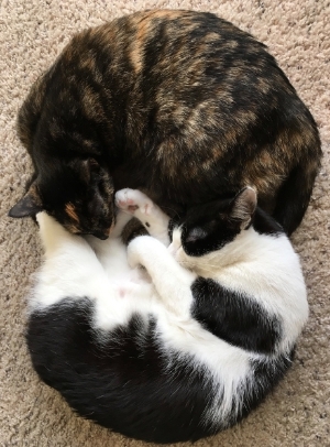 Kittens on carpet