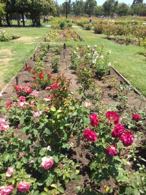 San Jose Municipal Rose Garden Needs Your Help!