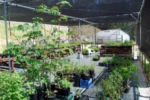 FOSC Native Plant Nursery
