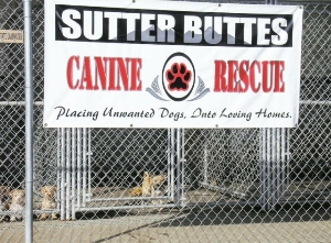 Sutter Buttes Canine Rescue
