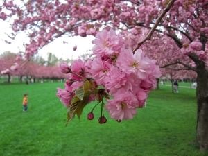 Prunus 'Kanzan' in bloom on Cherry Esplanade.