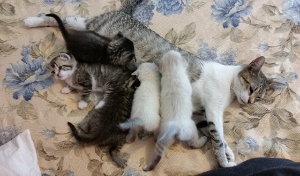 Layla and her Kittens