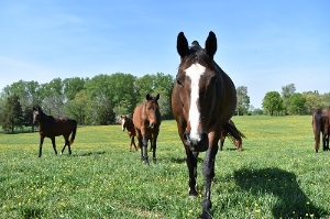 TRF Horses