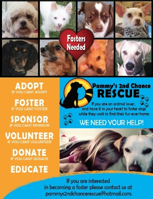 Fosters Needed