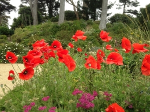 Red Poppies at the Garden