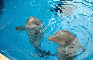 Texas State Aquarium dolphins