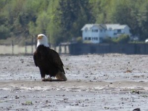 Bald Eagle in the Nisqually Delta